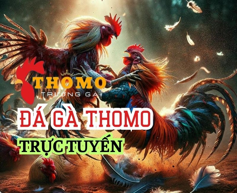 Giới Thiệu Đá Gà Thomo