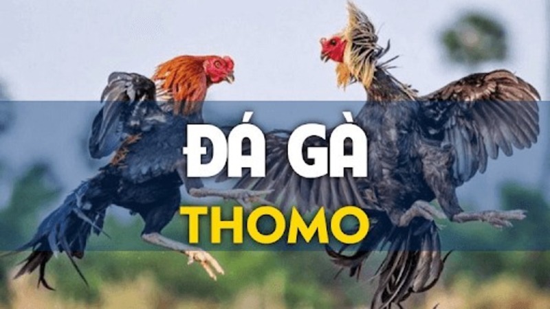 Lịch Sử Và Nguồn Gốc Của Đá Gà Thomo