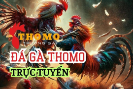 Hướng Dẫn Đá Gà Thomo Cơ Bản: Những Điều Cần Biết