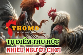 Lịch Sử Và Phát Triển Của Đá Gà Thomo